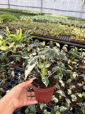 Alocasia Variegated 'Frydek'