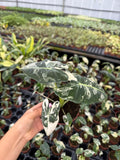 Alocasia Variegated 'Frydek'
