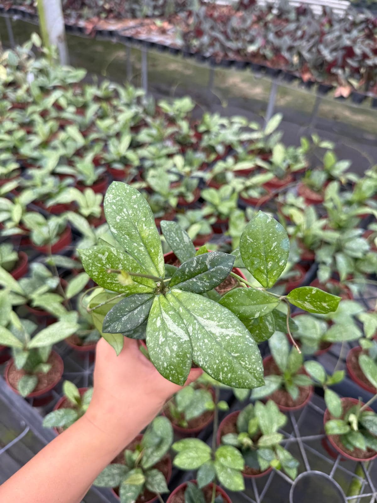 Hoya Crassipetiolata Splash