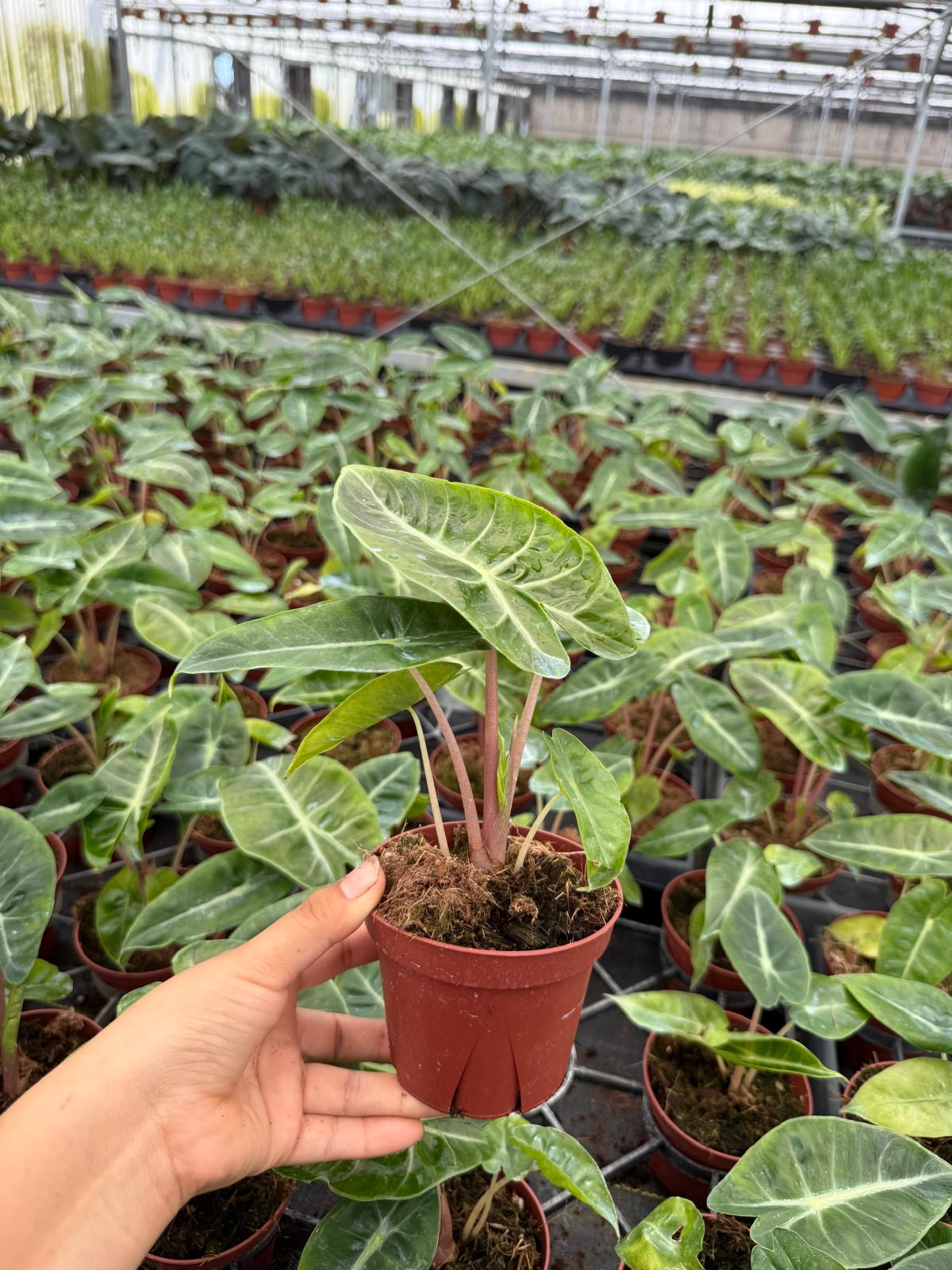 2" Alocasia Pink Dragon