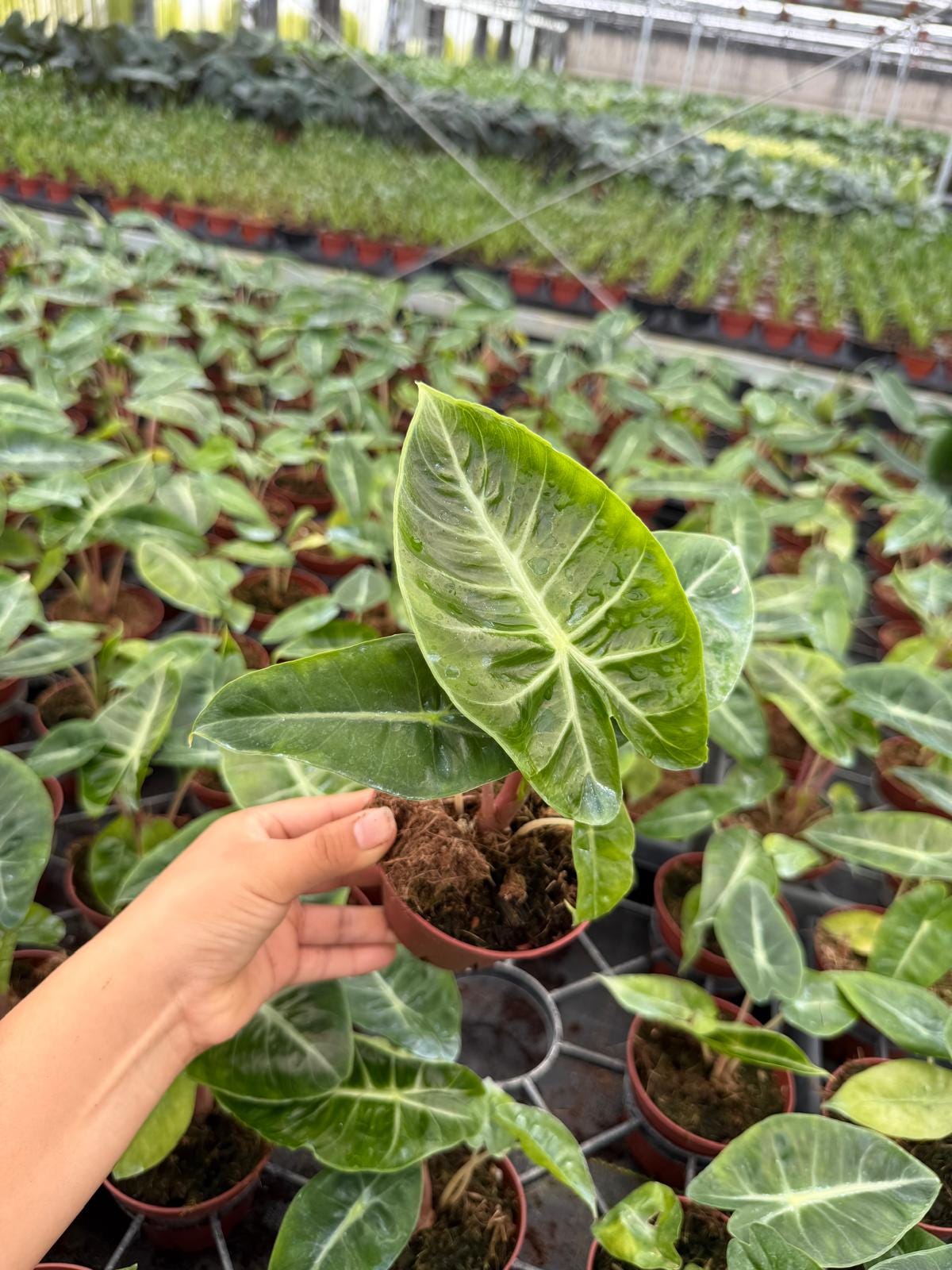 2" Alocasia Pink Dragon