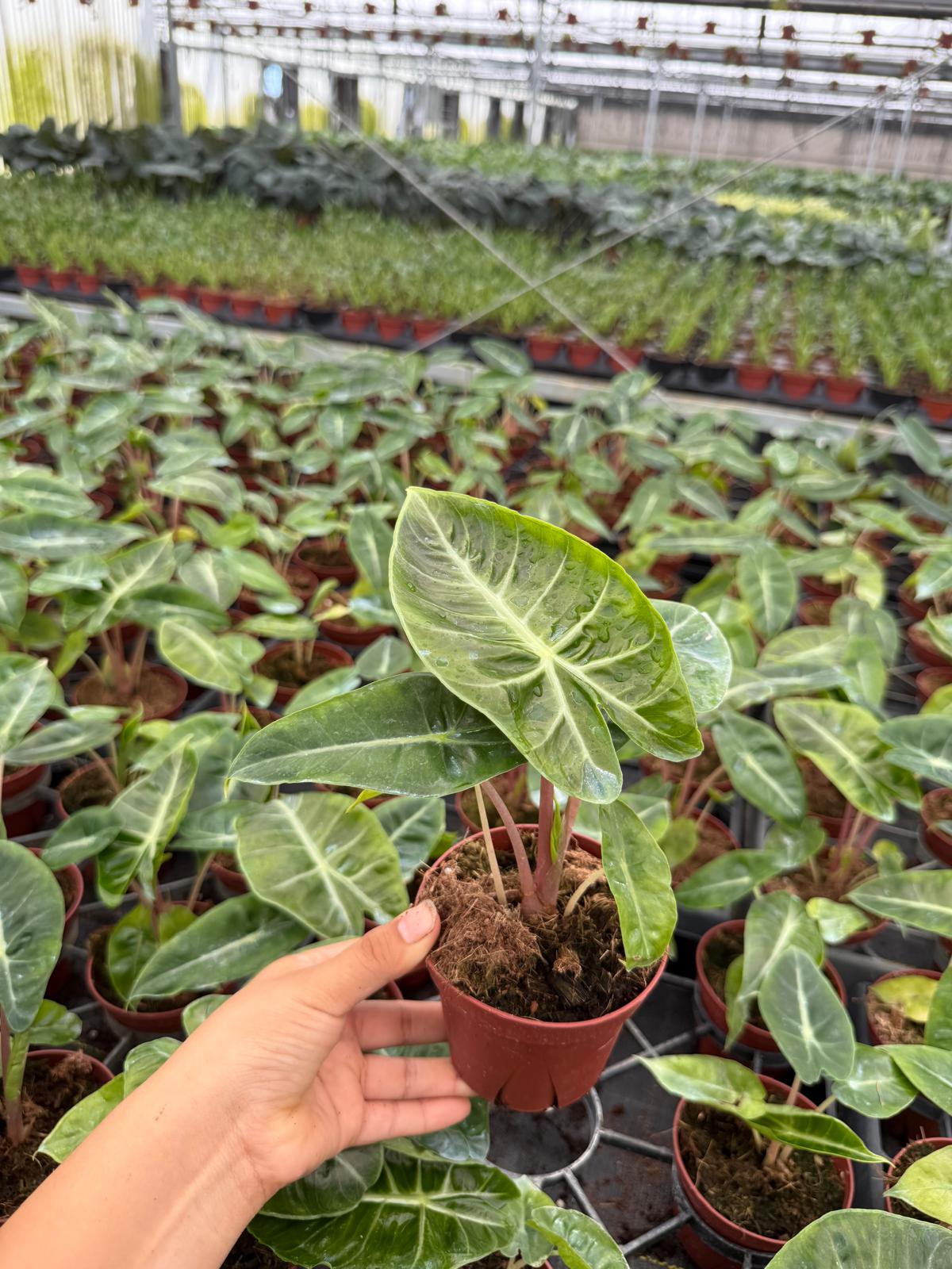2" Alocasia Pink Dragon