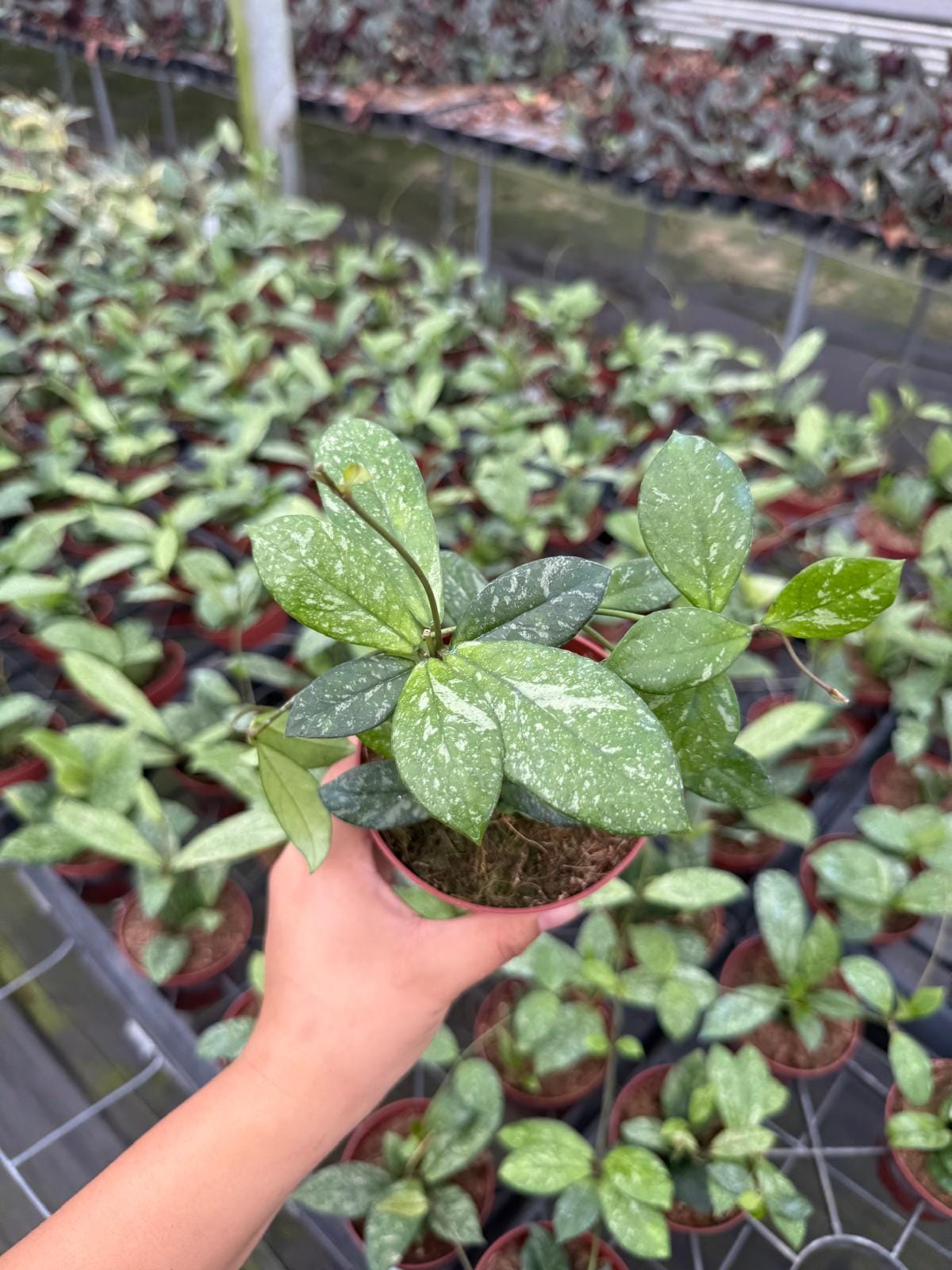 Hoya Crassipetiolata Splash