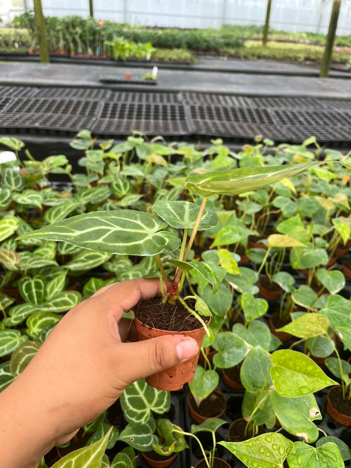 Anthurium Crystallinum (rare plant)