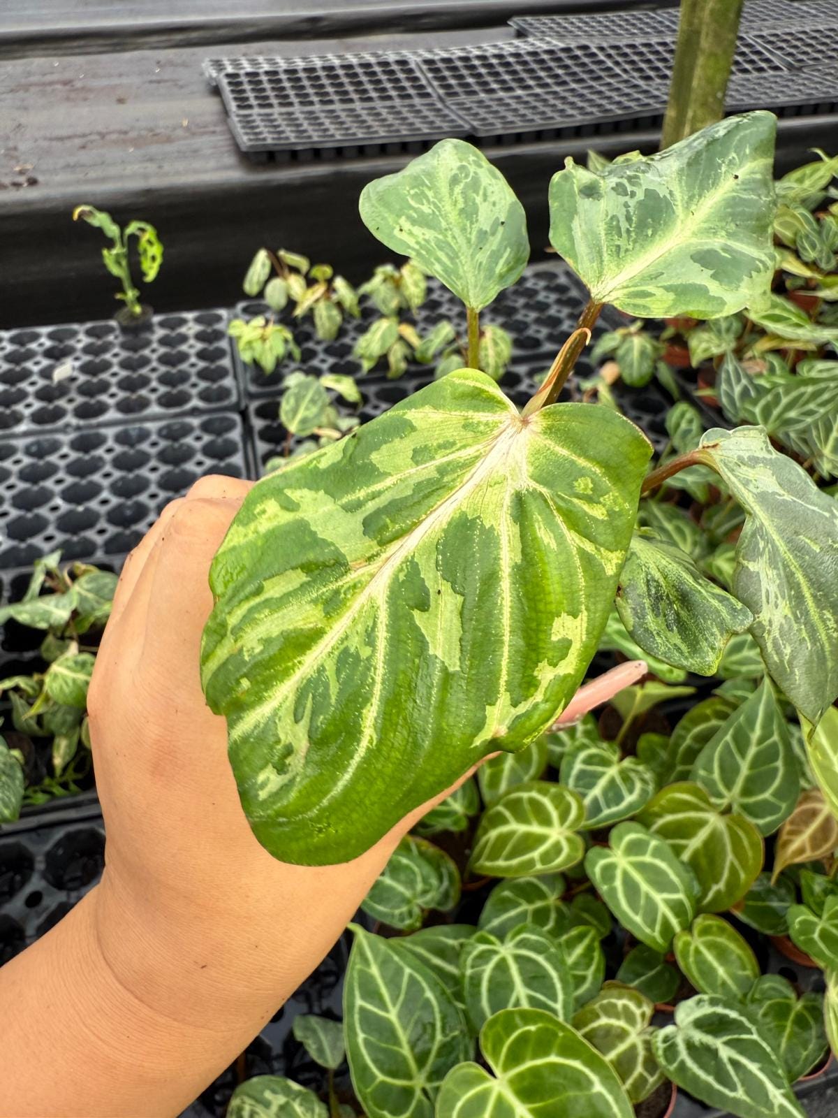 Philodendron Gloriosum Variegated : Indoor Plants - Easy Care Houseplant - Starter Plant ,Live Indoor, Easy to Grow - Beginner Plant