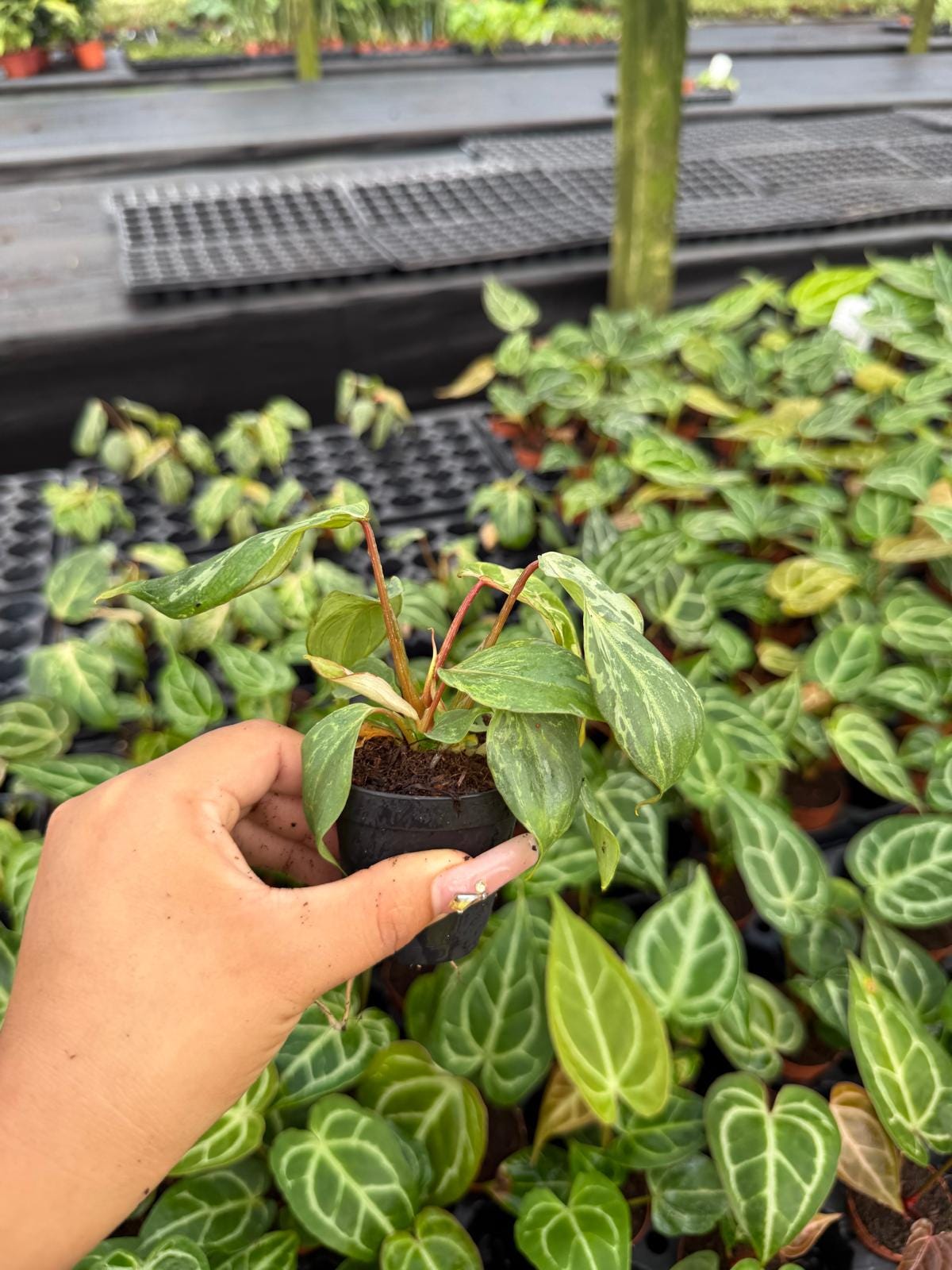 Philodendron Gloriosum Variegated : Indoor Plants - Easy Care Houseplant - Starter Plant ,Live Indoor, Easy to Grow - Beginner Plant