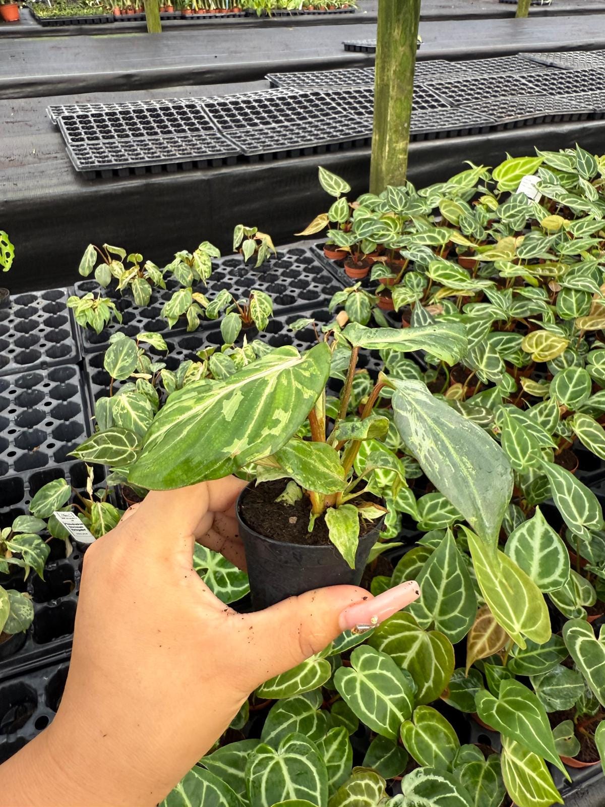 Philodendron Gloriosum Variegated : Indoor Plants - Easy Care Houseplant - Starter Plant ,Live Indoor, Easy to Grow - Beginner Plant