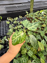 Philodendron Gloriosum Variegated : Indoor Plants - Easy Care Houseplant - Starter Plant ,Live Indoor, Easy to Grow - Beginner Plant