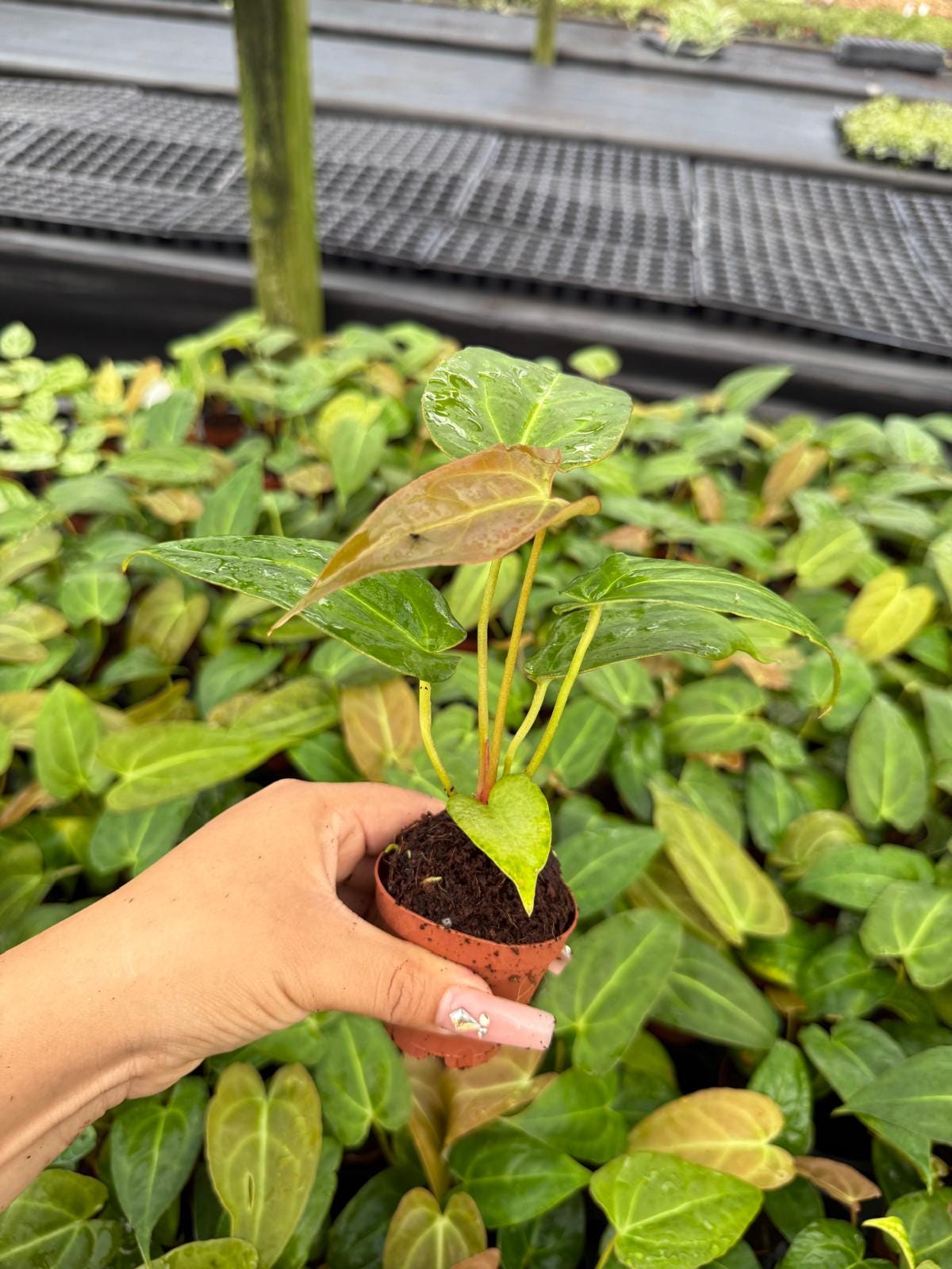 Anthurium Red Crystal X Crystallinum