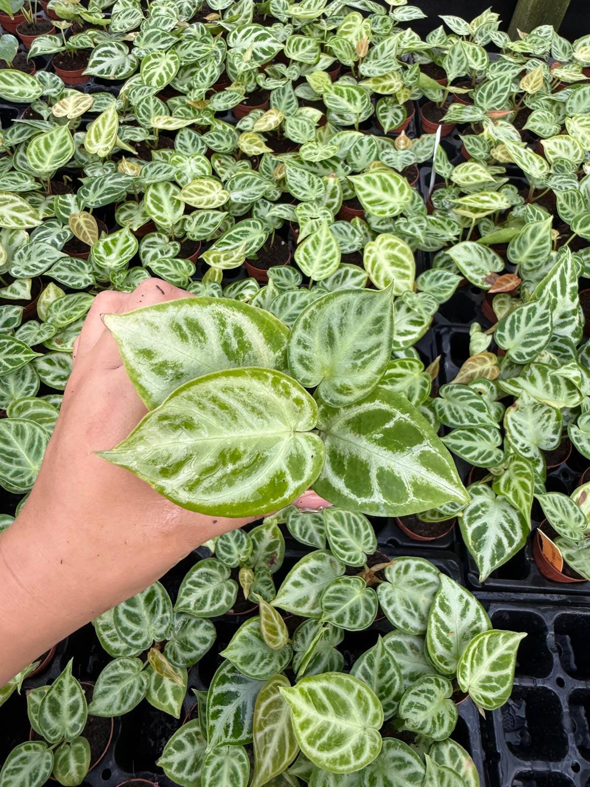 Anthurium Dorayaki