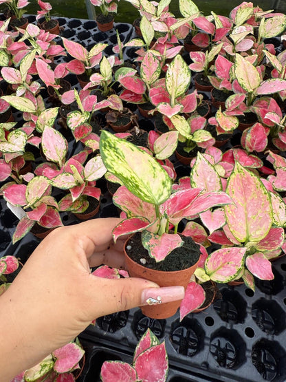 Aglaonema Beauty Pink