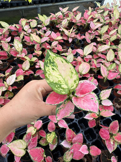 Aglaonema Beauty Pink