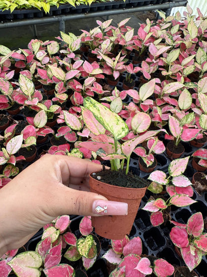 Aglaonema Beauty Pink