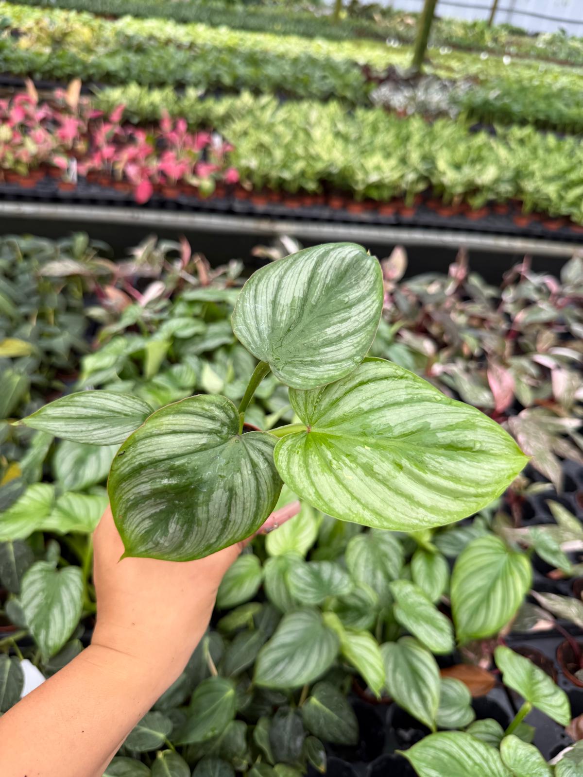 Philodendron Mamei Silver
