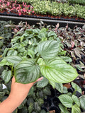 Philodendron Mamei Silver