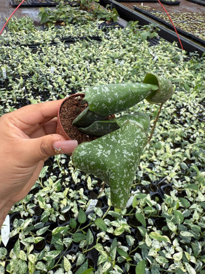 Hoya Imbricata