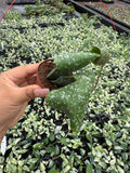 Hoya Imbricata