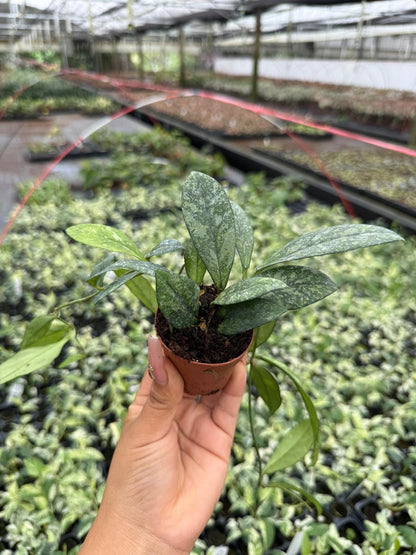 Hoya Crassipetiolata Splash