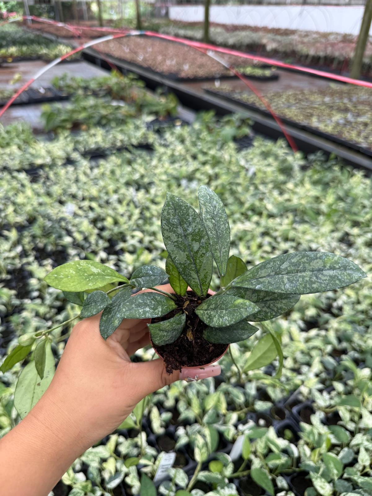 Hoya Crassipetiolata Splash