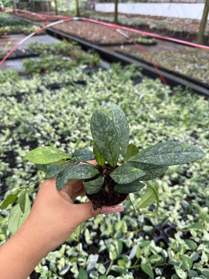 Hoya Crassipetiolata Splash