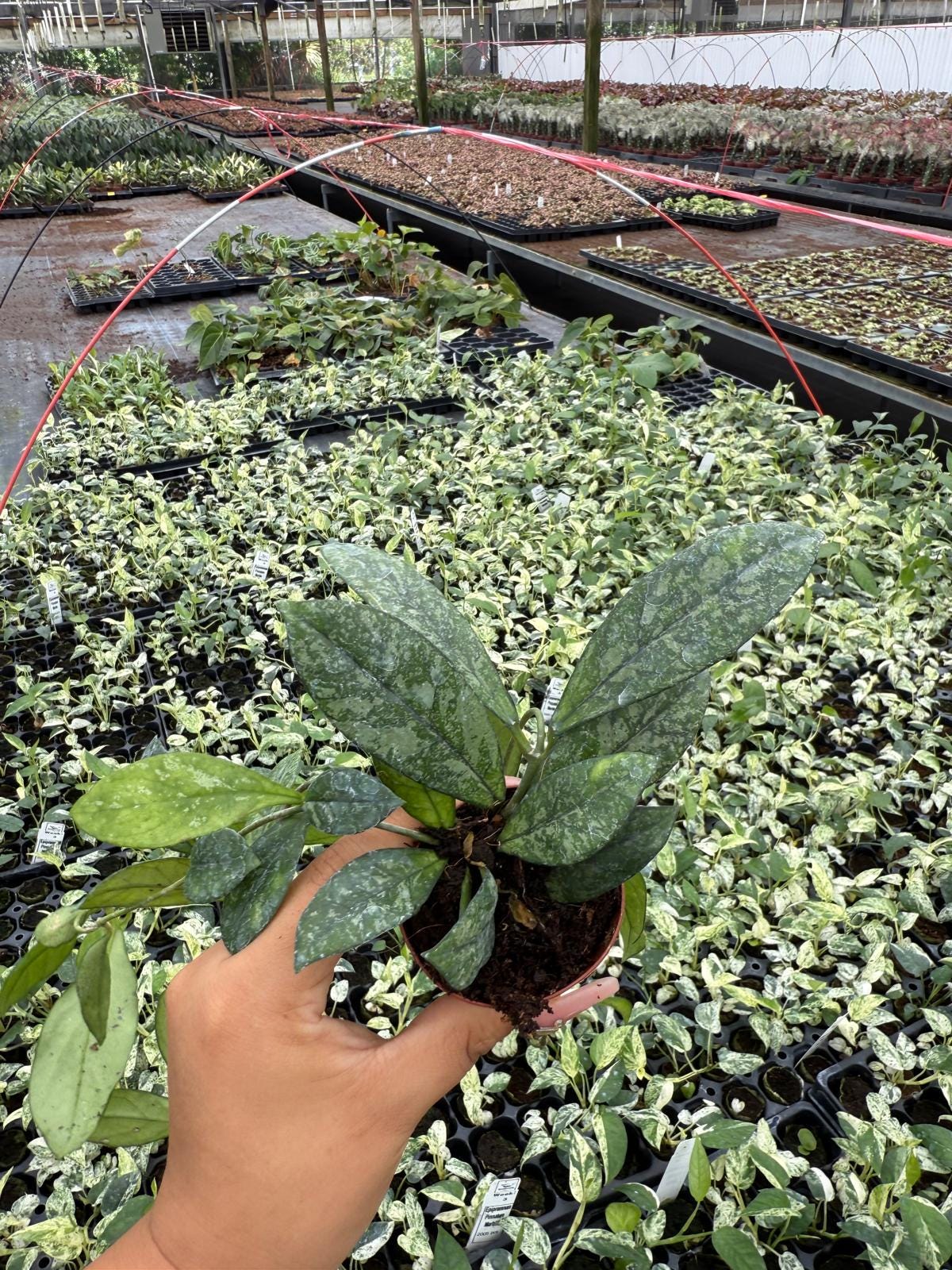 Hoya Crassipetiolata Splash