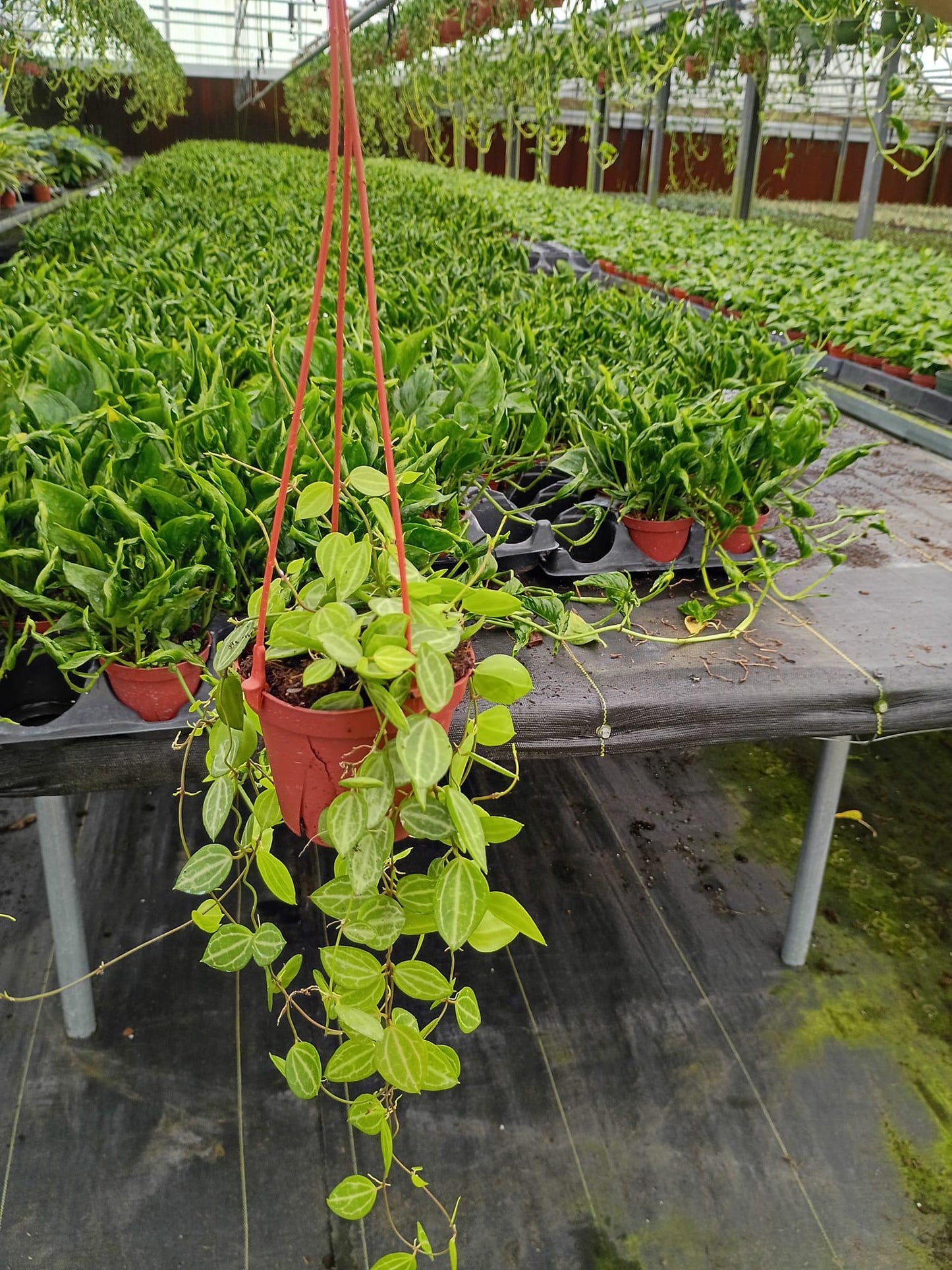 Dischidia Ovata Watermelon