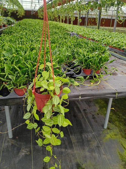 Dischidia Ovata Watermelon