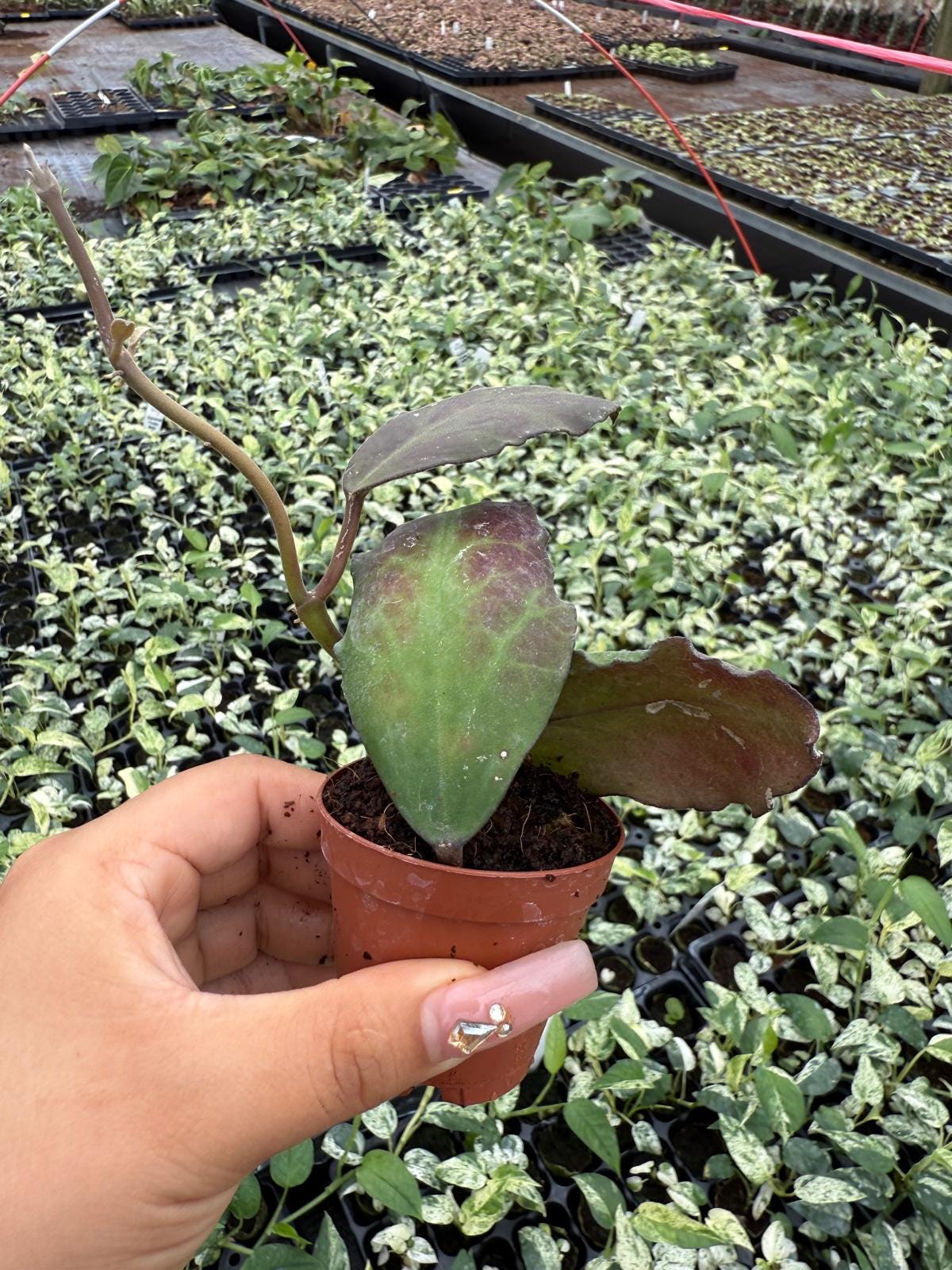 2" Hoya Waymaniae