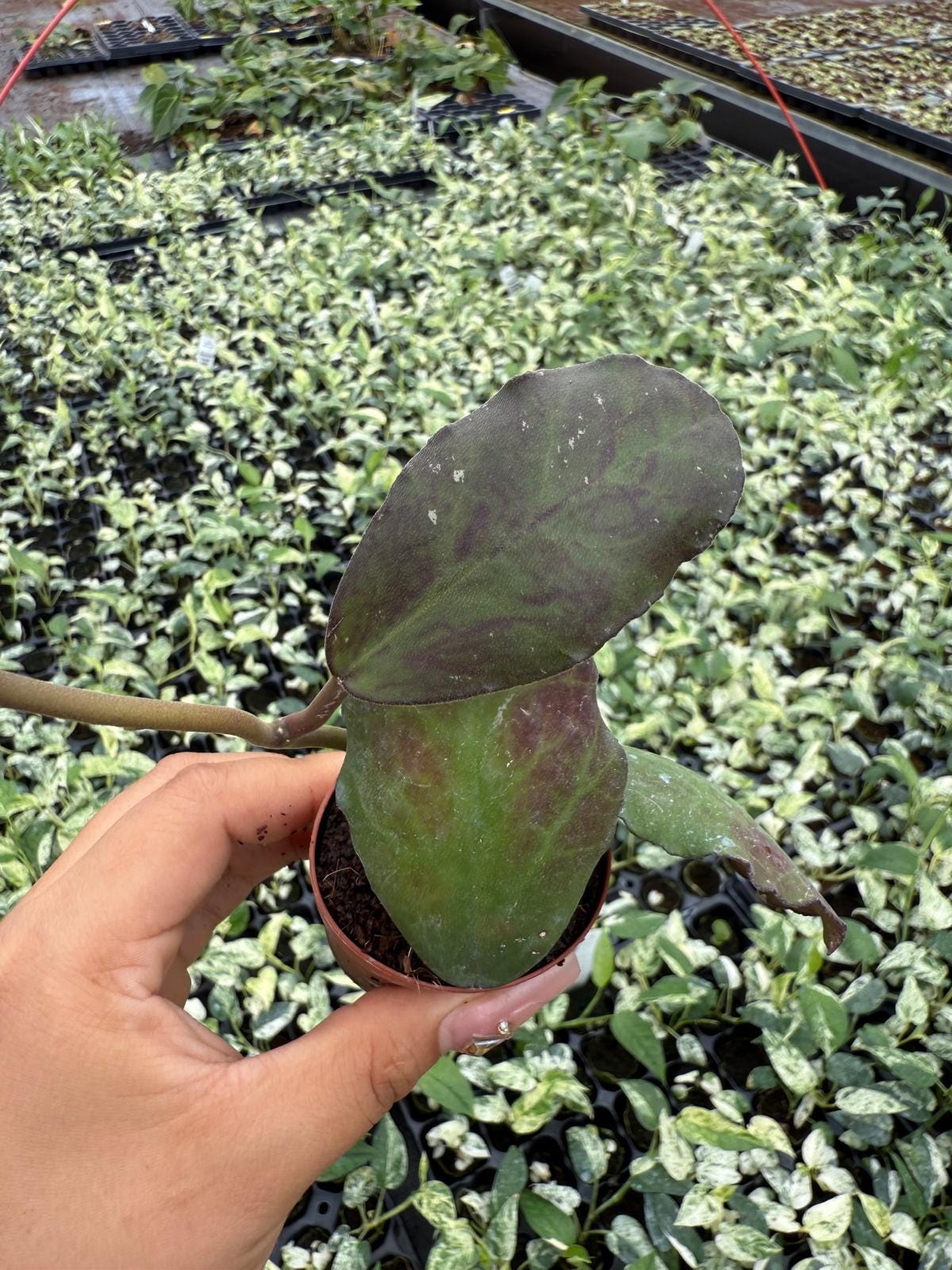 2" Hoya Waymaniae