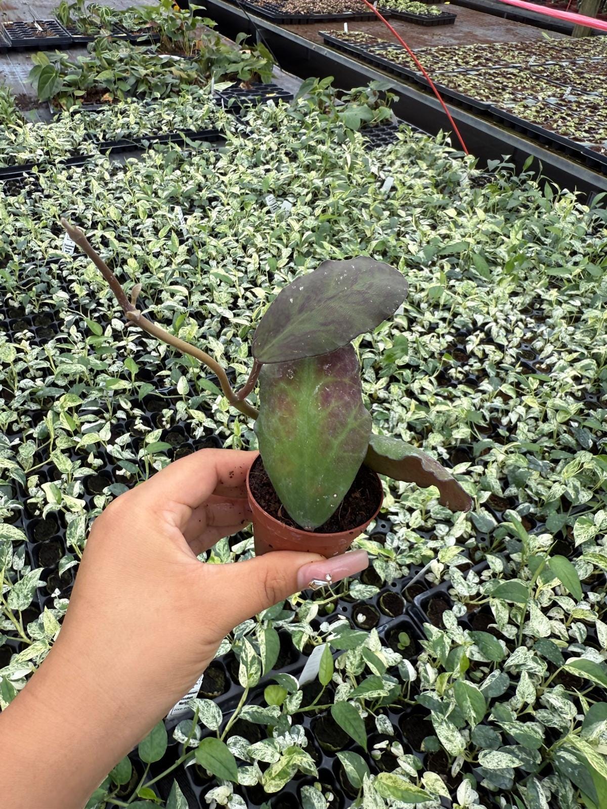 2" Hoya Waymaniae