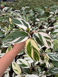 2" Pot Maranta Arundinacea Variegated