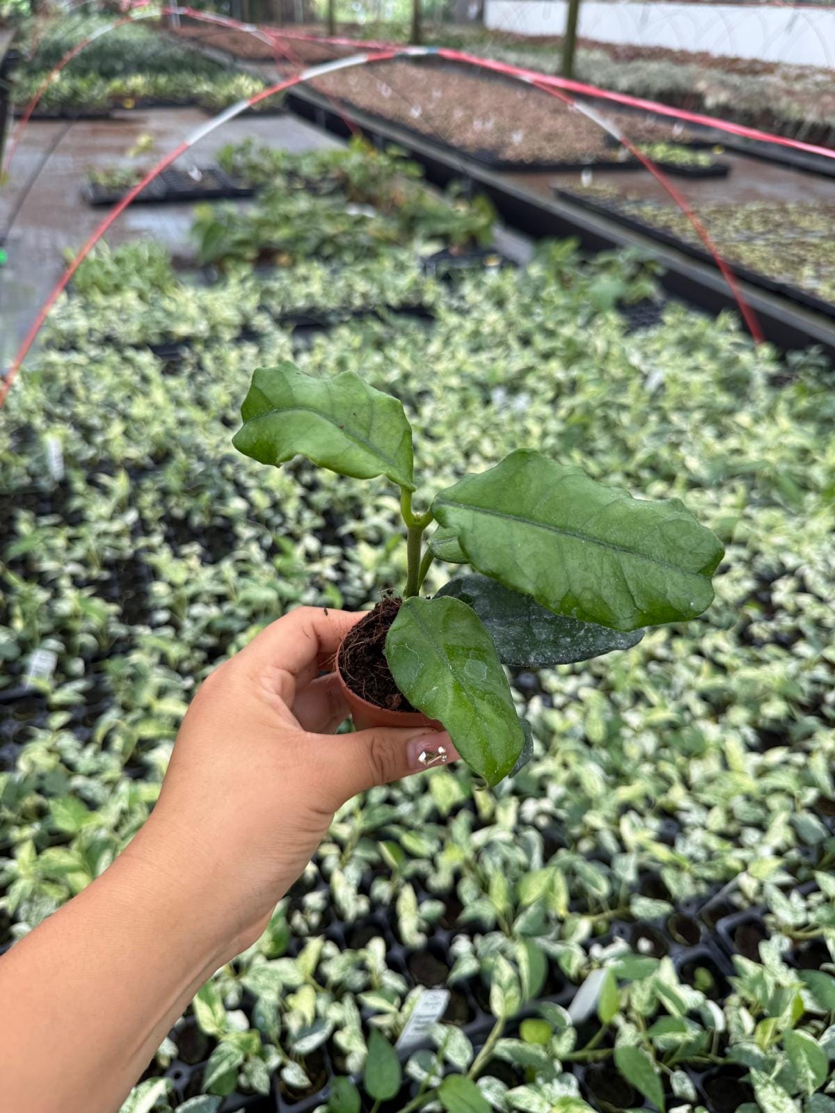 Hoya Villosa