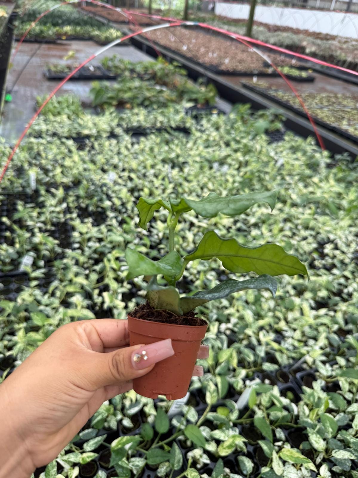 Hoya Villosa