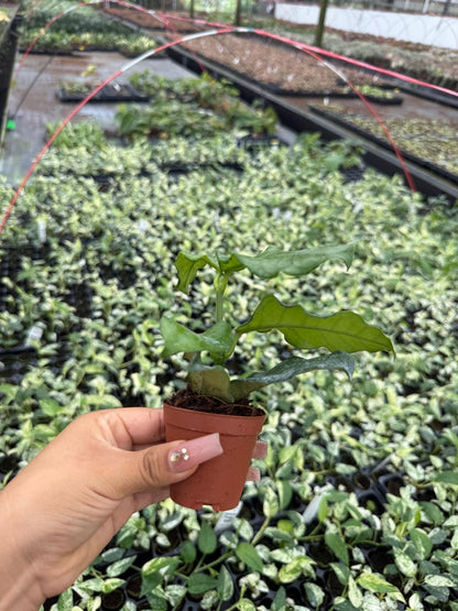 Hoya Villosa