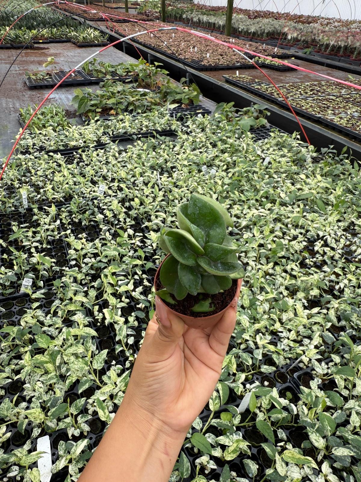 Hoya Hindu Rope "Green"