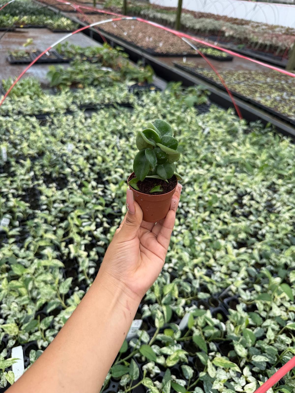 Hoya Hindu Rope "Green"