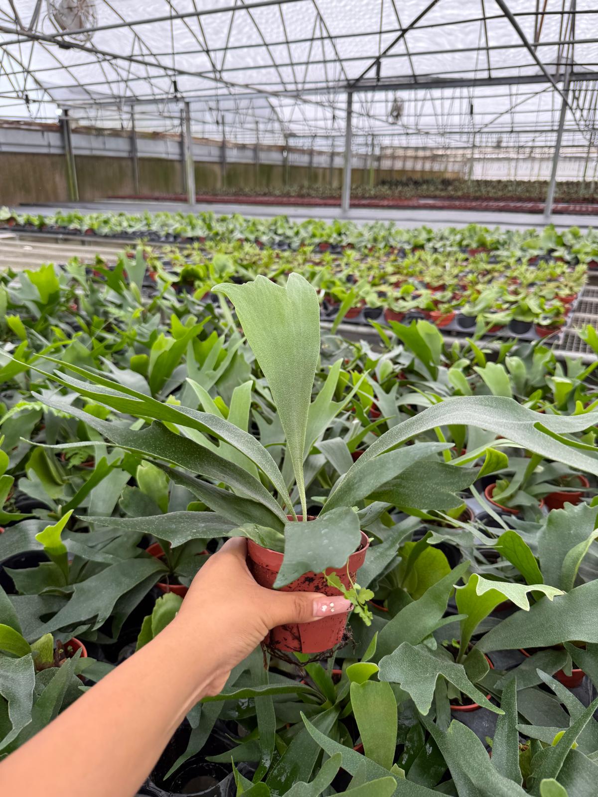 Platycerium bifurcatum "Staghorn Fern"