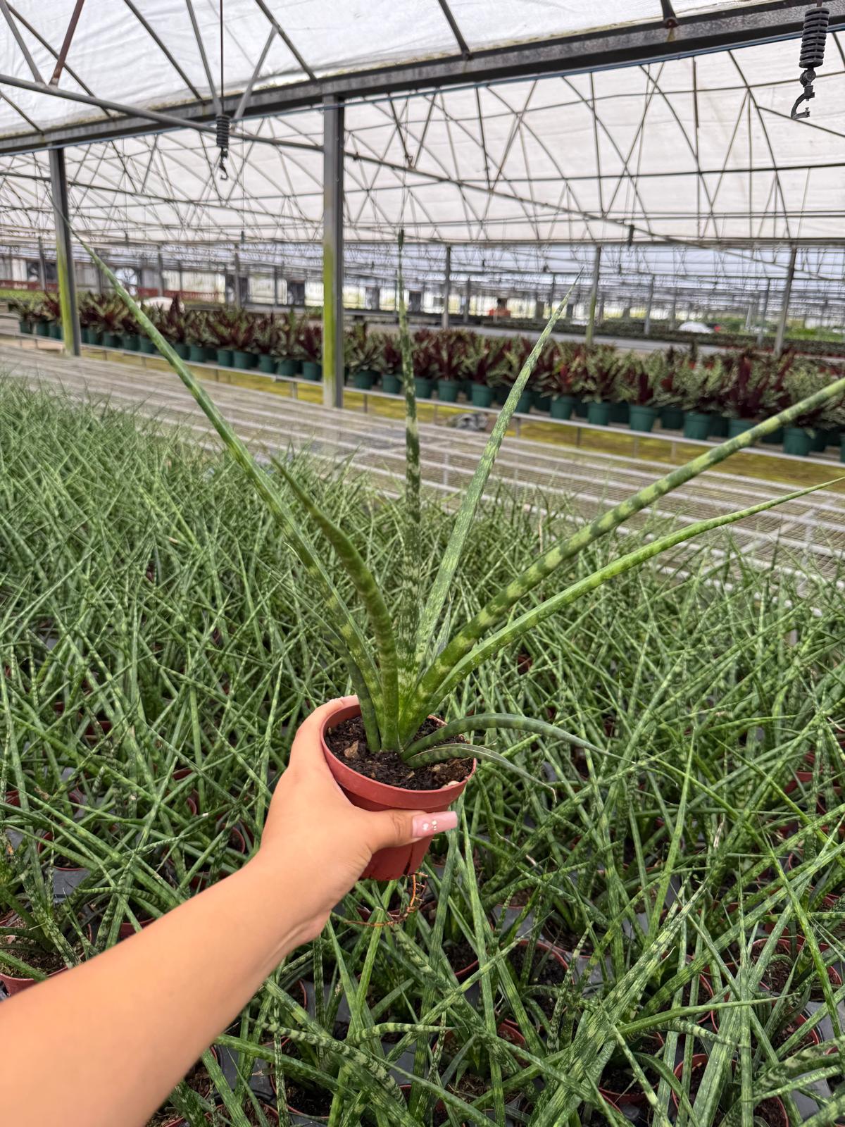 Sansevieria Fernwood Mikado