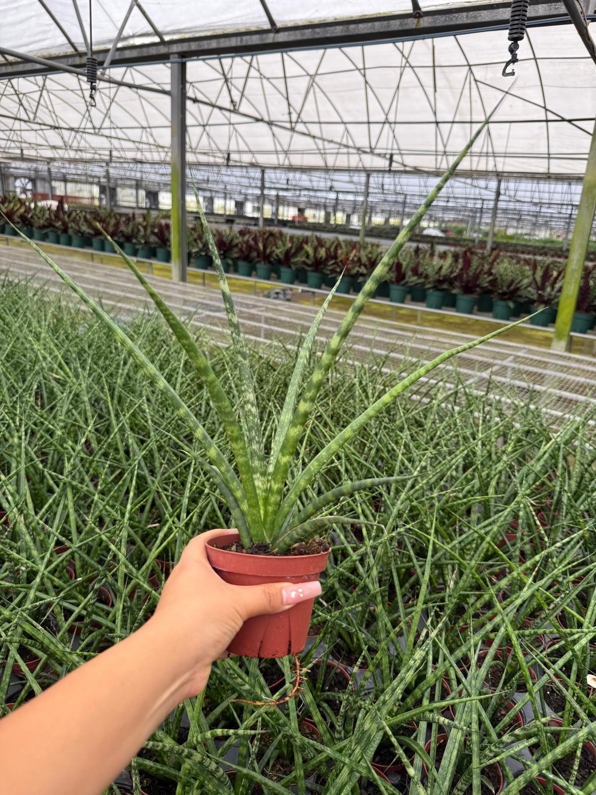 Sansevieria Fernwood Mikado