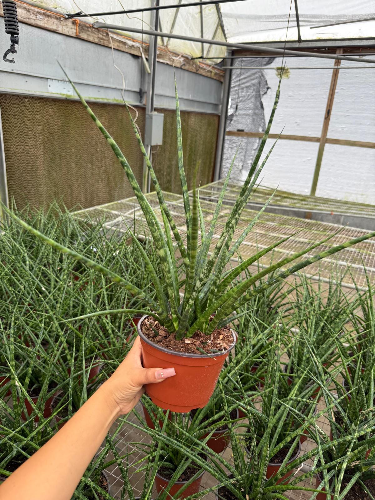 Sansevieria Fernwood Mikado