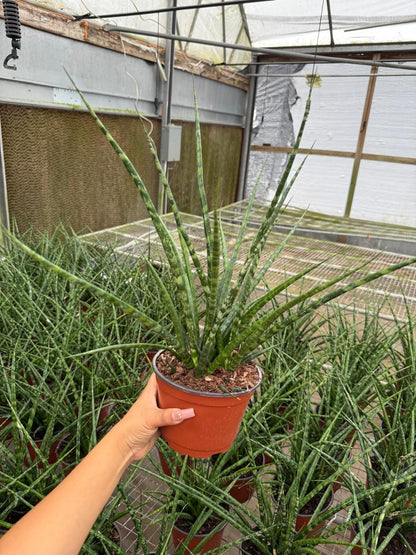 Sansevieria Fernwood Mikado