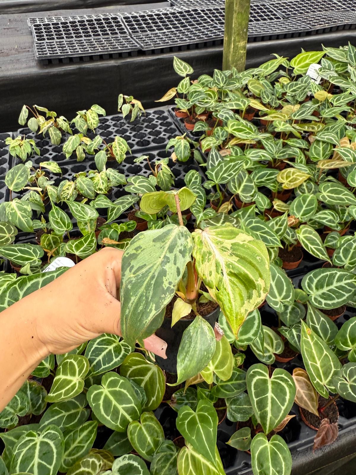 Philodendron Gloriosum Variegated : Indoor Plants - Easy Care Houseplant - Starter Plant ,Live Indoor, Easy to Grow - Beginner Plant