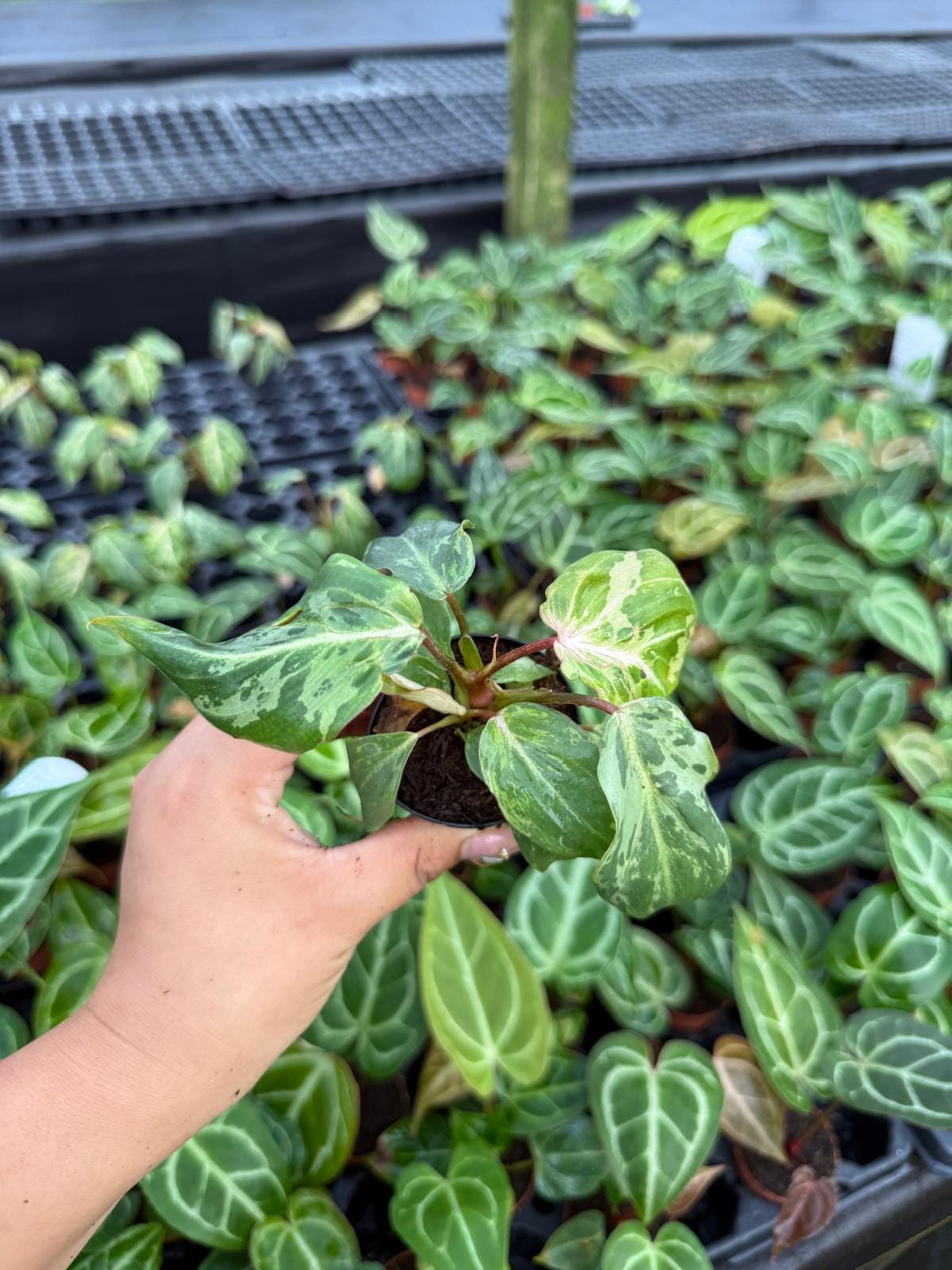 Philodendron Gloriosum Variegated : Indoor Plants - Easy Care Houseplant - Starter Plant ,Live Indoor, Easy to Grow - Beginner Plant