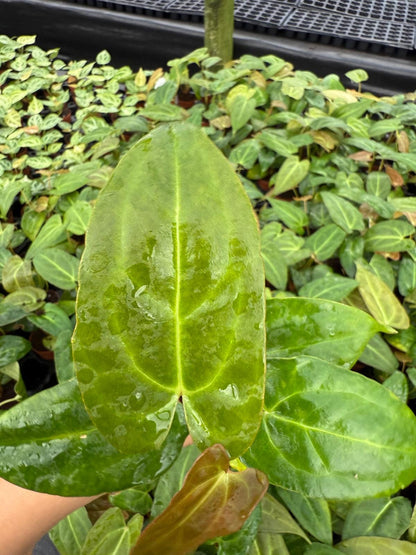 Anthurium Red Crystal X Crystallinum