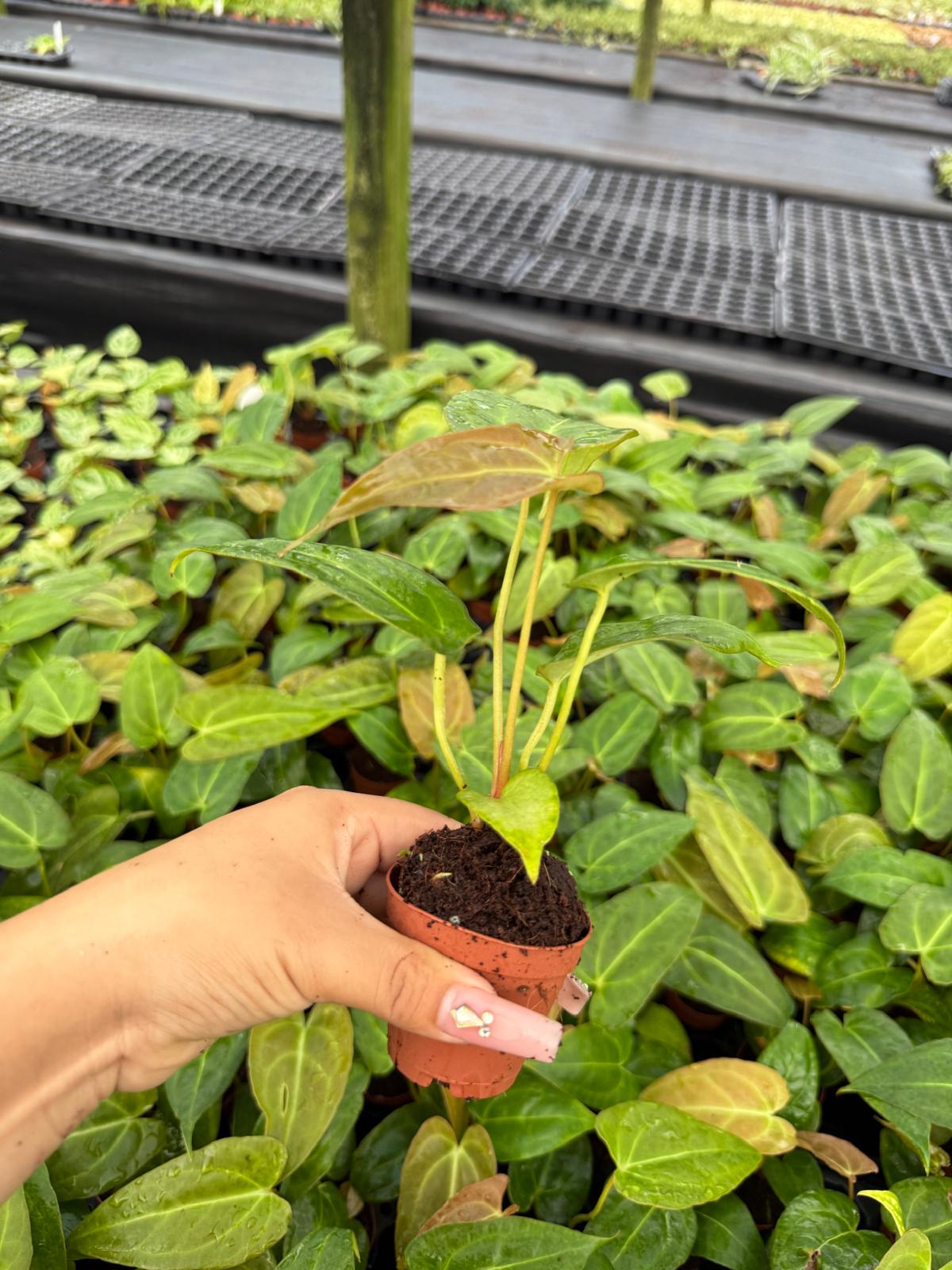 Anthurium Red Crystal X Crystallinum