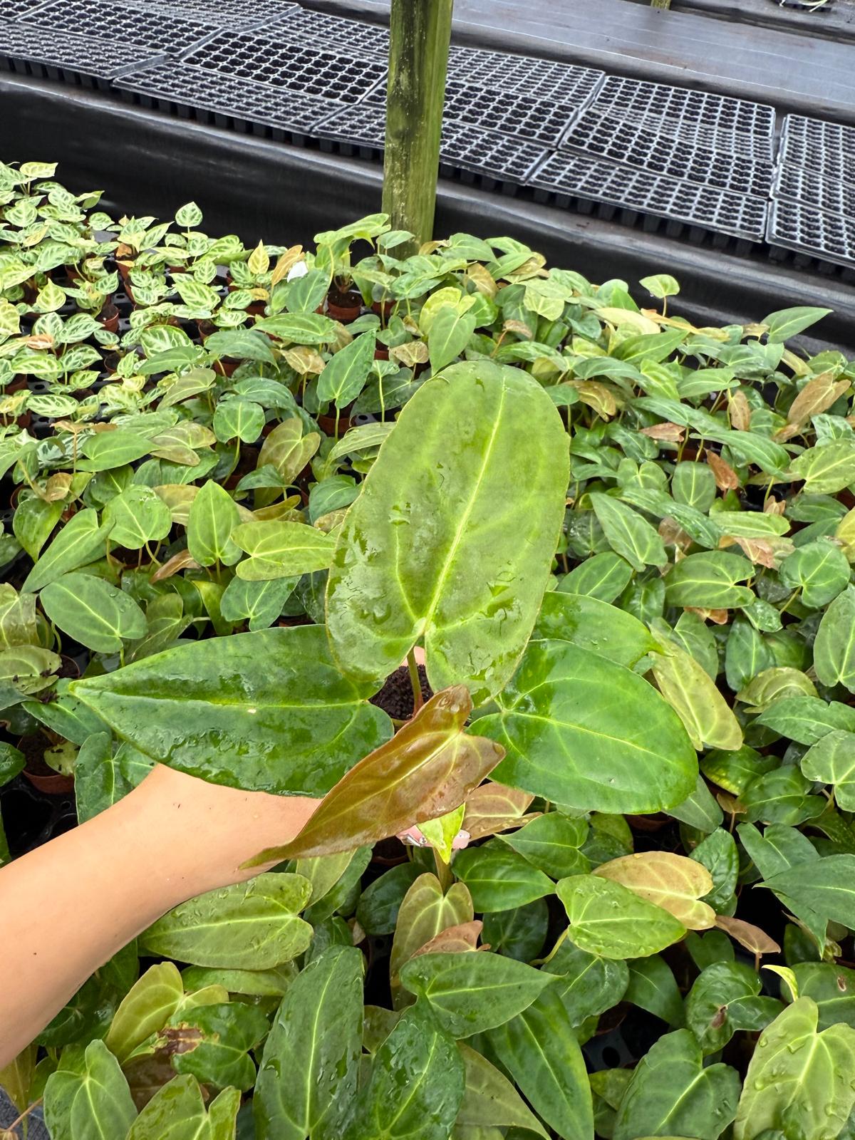 Anthurium Red Crystal X Crystallinum