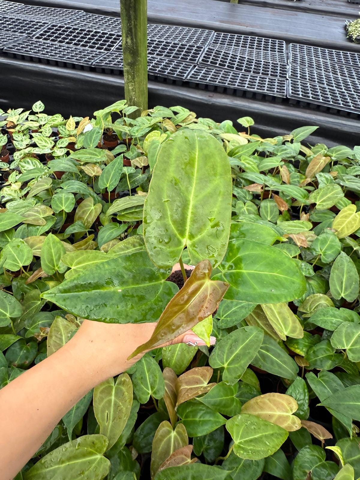 Anthurium Red Crystal X Crystallinum