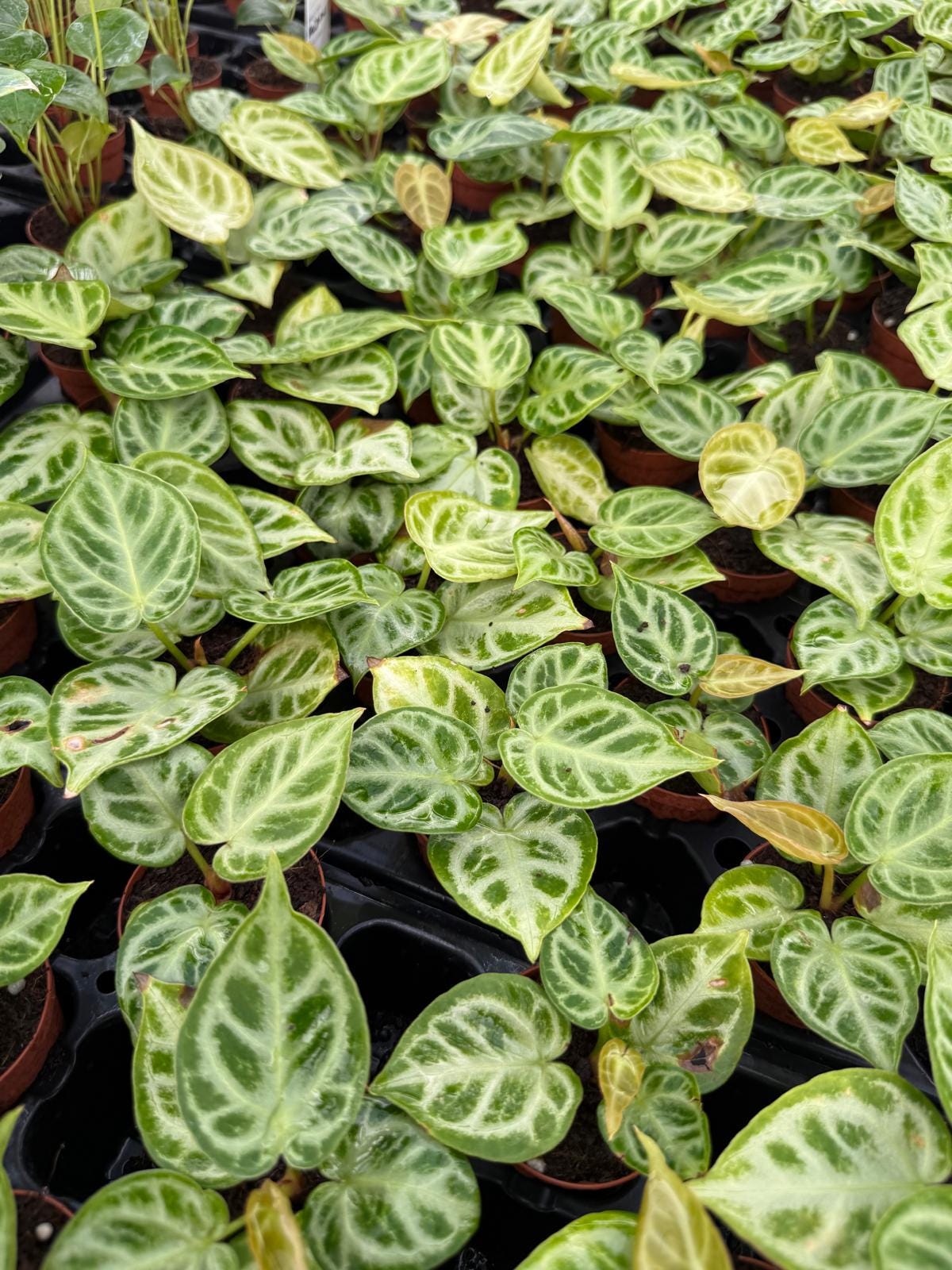Anthurium Dorayaki