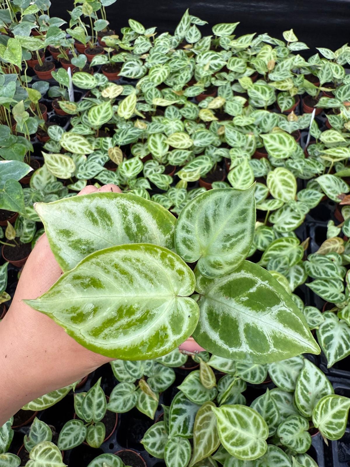 Anthurium Dorayaki