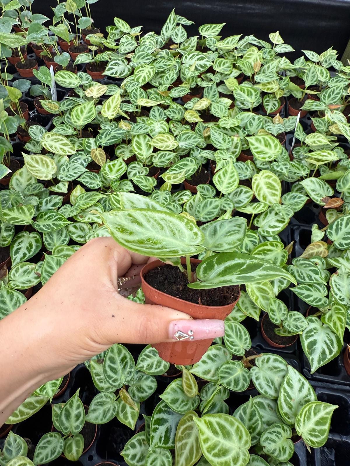 Anthurium Dorayaki